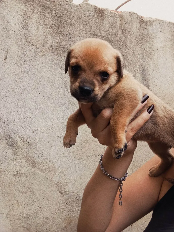 Cachorro ra a SRD-ViraLata idade Abaixo de 2 meses nome sem nome 