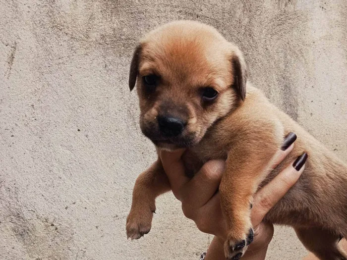 Cachorro ra a SRD-ViraLata idade Abaixo de 2 meses nome sem nome 