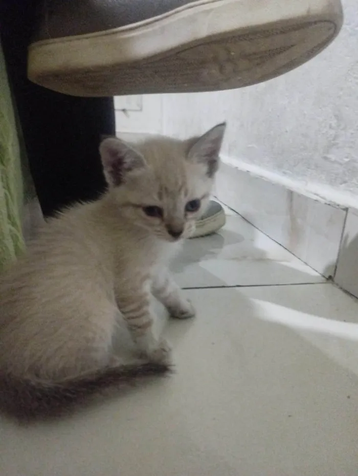 Gato ra a SRD-ViraLata idade 2 a 6 meses nome Gato