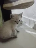 Gato