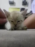 Gato
