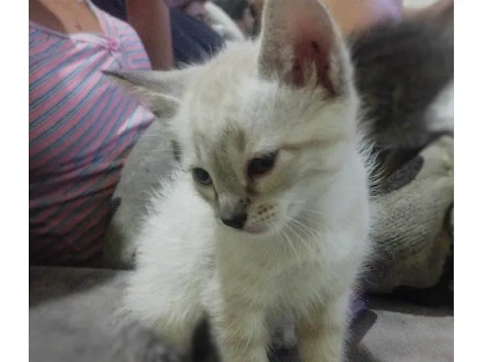 Gato ra a SRD-ViraLata idade 2 a 6 meses nome Gato