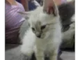 Gato