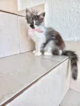 Fluffy bb2meses