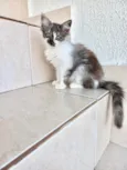 Fluffy bb2meses
