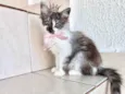 Fluffy bb2meses