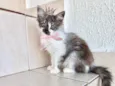 Fluffy bb2meses