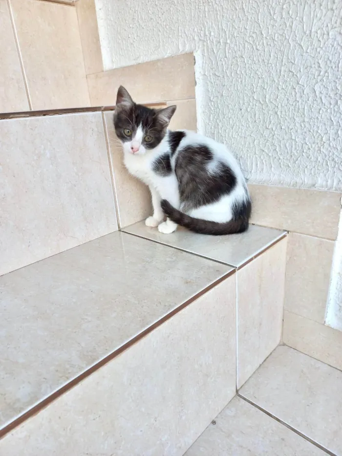 Gato ra a SRD-ViraLata idade 2 a 6 meses nome Nescau bb2meses