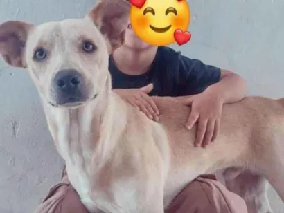 Cachorro raça SRD-ViraLata idade 1 ano nome Lucky