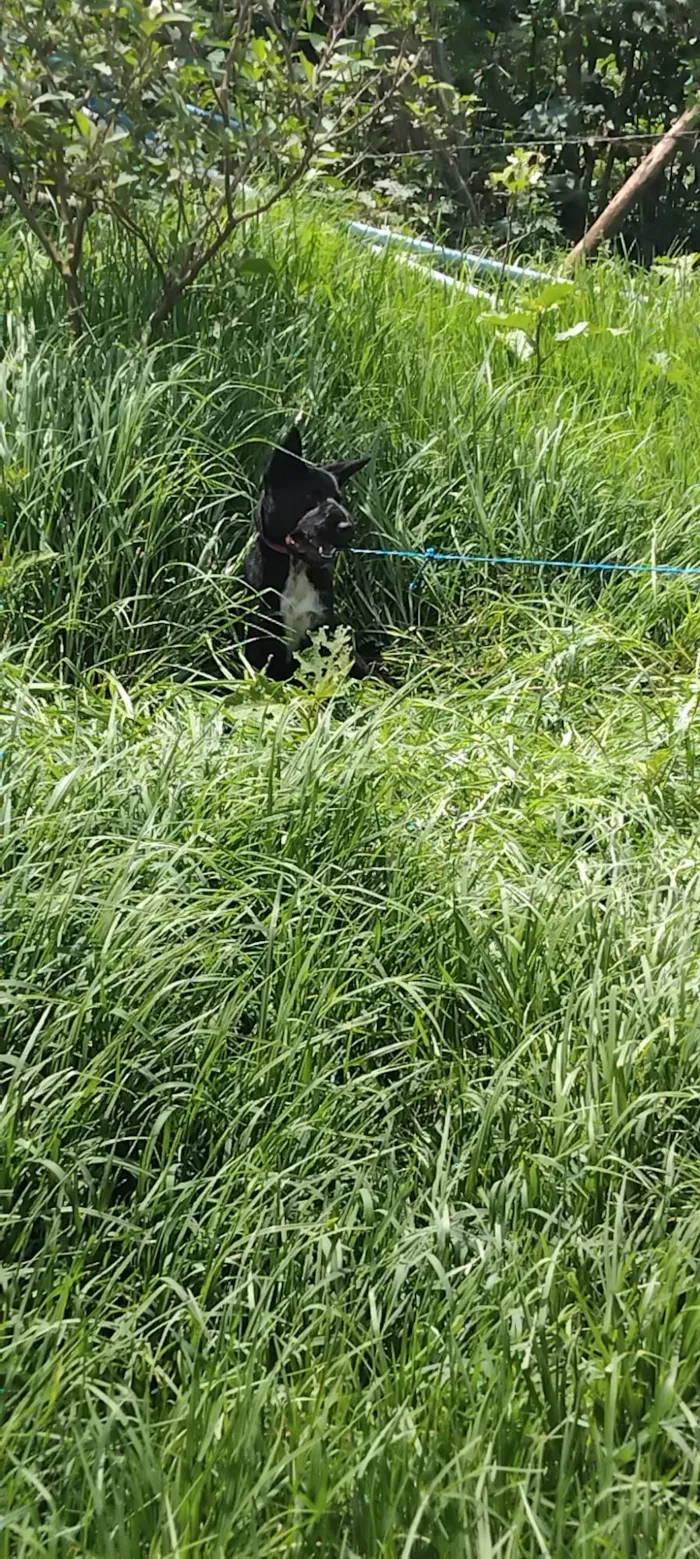 Cachorro ra a SRD-ViraLata idade 7 a 11 meses nome Neguinho