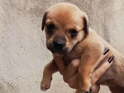 Cachorro raça SRD-ViraLata idade Abaixo de 2 meses nome sem nome 