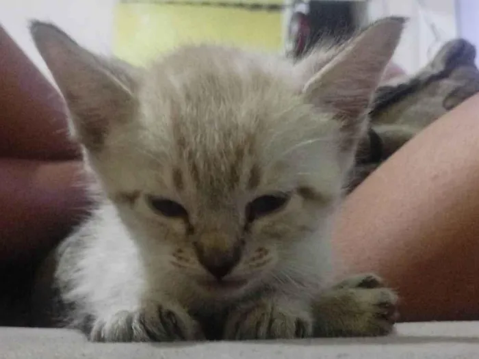 Gato ra a SRD-ViraLata idade 2 a 6 meses nome Gato