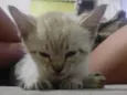 Gato