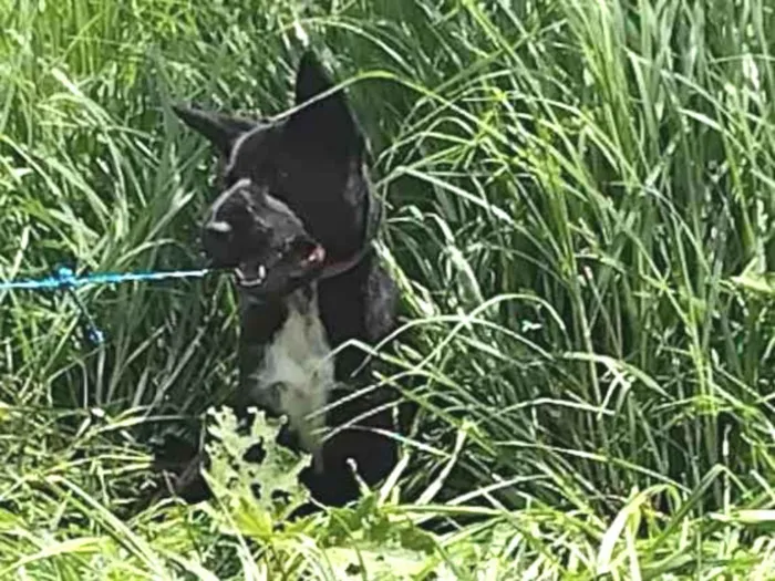 Cachorro ra a SRD-ViraLata idade 7 a 11 meses nome Neguinho