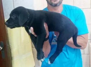 Cachorro raça SRD-ViraLata idade 2 a 6 meses nome Thor