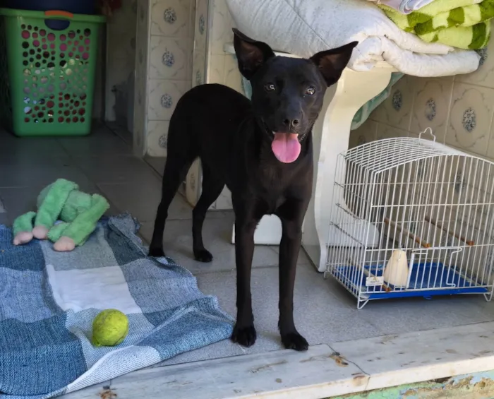 Cachorro ra a SRD-ViraLata idade 7 a 11 meses nome Luma