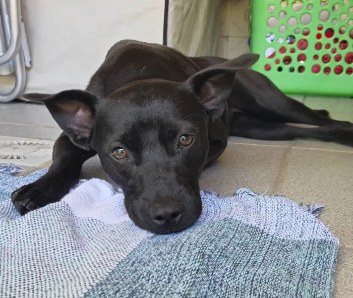 Cachorro ra a SRD-ViraLata idade 7 a 11 meses nome Luma