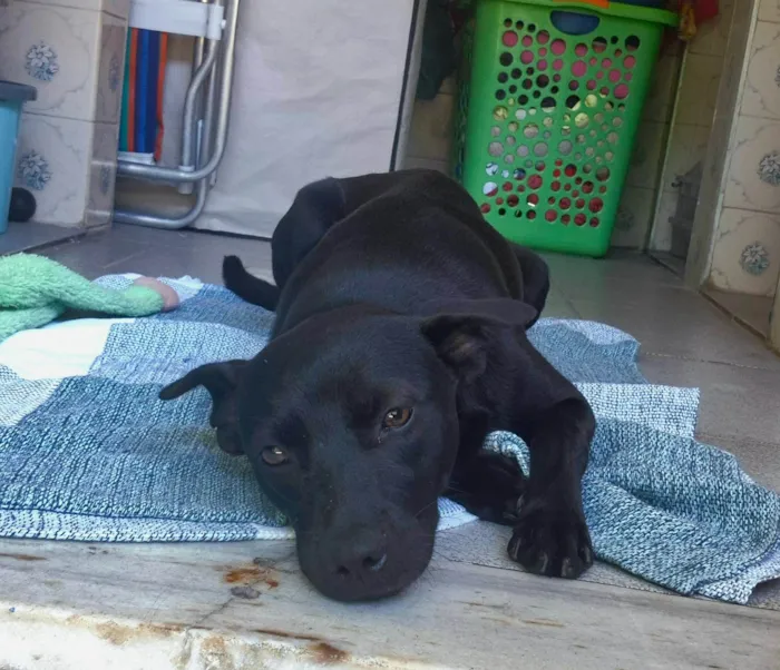 Cachorro ra a SRD-ViraLata idade 7 a 11 meses nome Luma