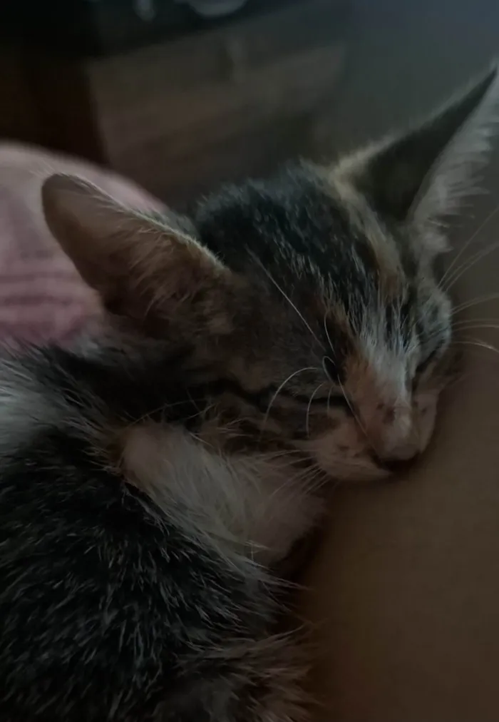 Gato ra a SRD-ViraLata idade Abaixo de 2 meses nome Morgana