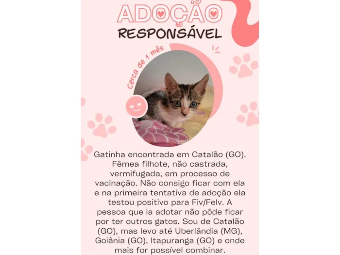 Gato ra a SRD-ViraLata idade Abaixo de 2 meses nome Morgana