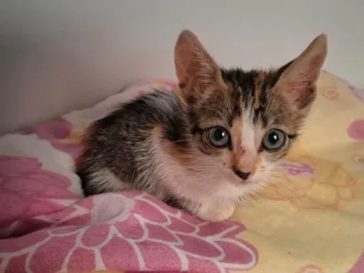 Gato raça SRD-ViraLata idade Abaixo de 2 meses nome Morgana