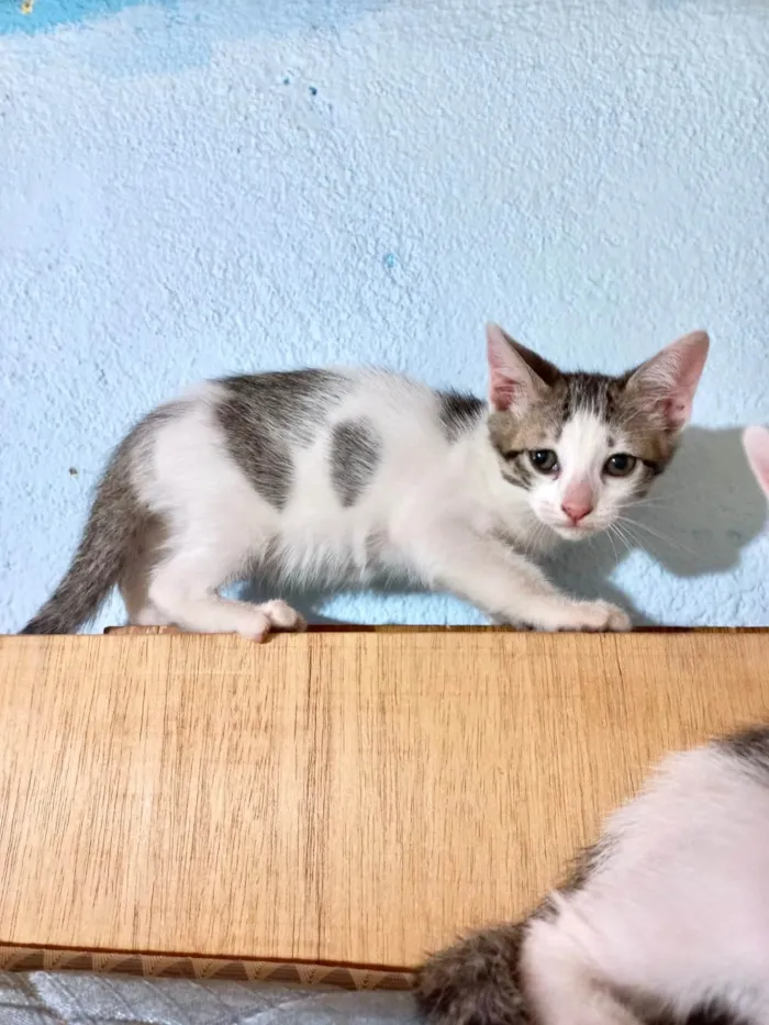 Gato ra a SRD-ViraLata idade Abaixo de 2 meses nome Milk bb55dias 