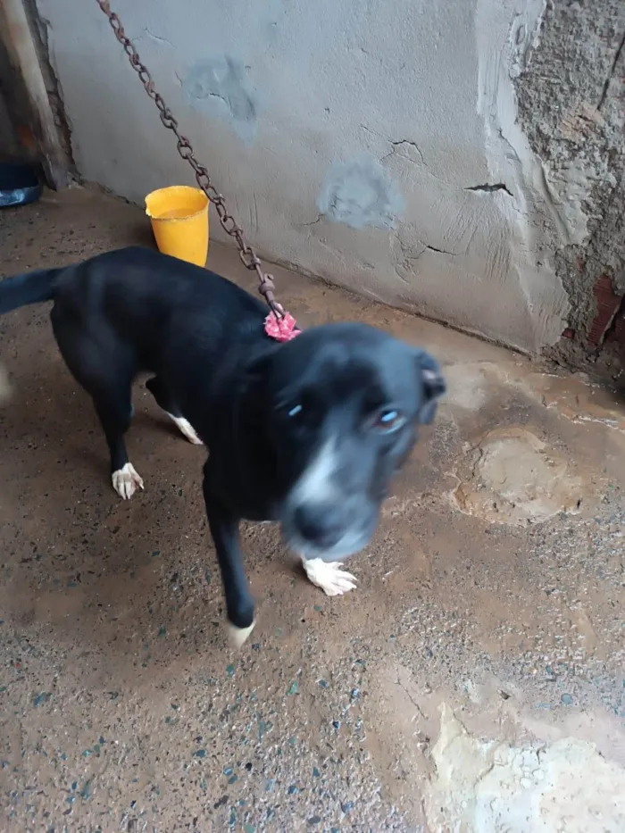 Cachorro ra a SRD-ViraLata idade 7 a 11 meses nome Lua