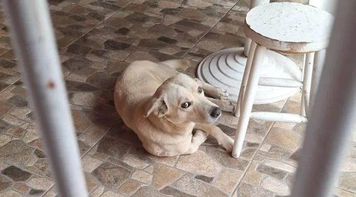 Cachorro ra a SRD-ViraLata idade 1 ano nome Caramelo