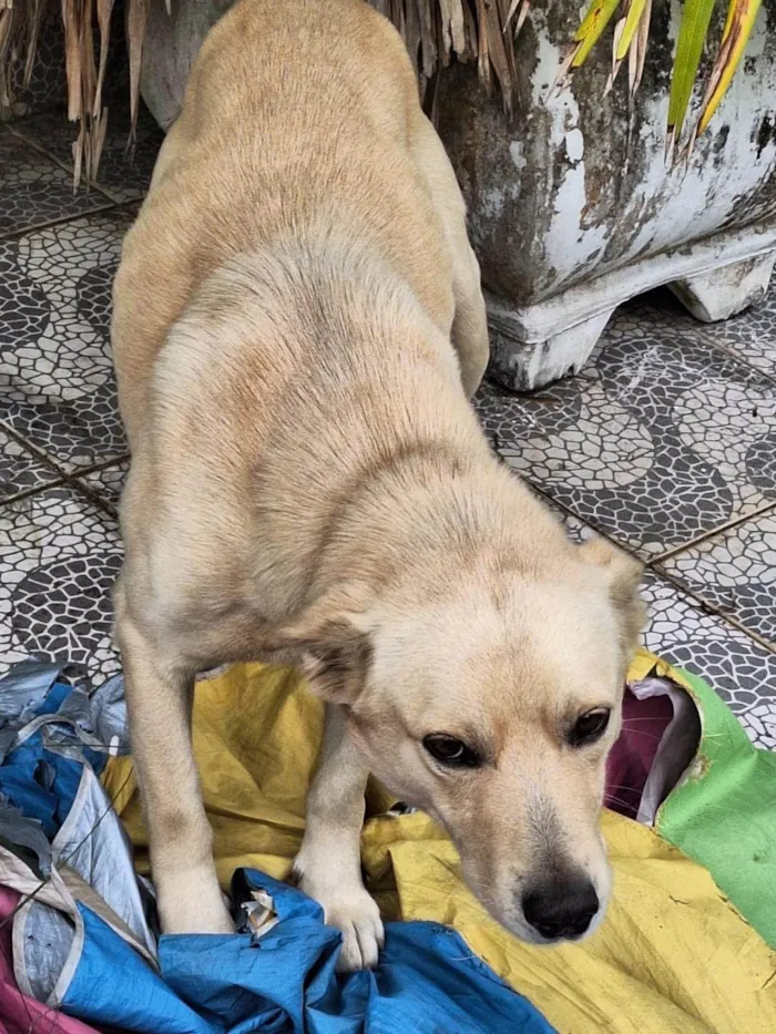 Cachorro ra a SRD-ViraLata idade 1 ano nome Caramelo