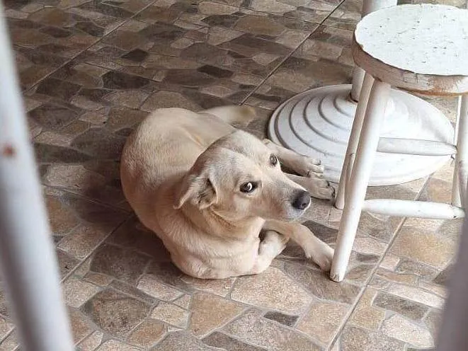 Cachorro ra a SRD-ViraLata idade 1 ano nome Caramelo