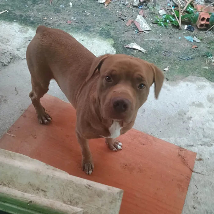 Cachorro ra a Pit-Bull idade 4 anos nome Thor 