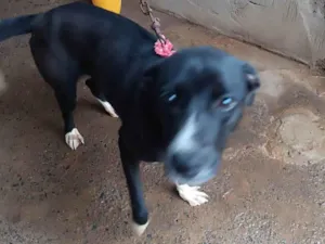 Cachorro raça SRD-ViraLata idade 7 a 11 meses nome Lua