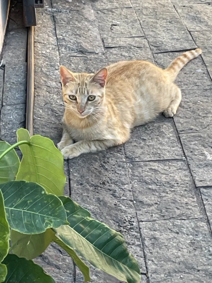 Gato ra a SRD-ViraLata idade 2 a 6 meses nome Caramelo