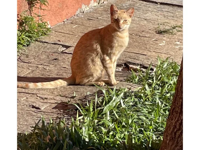 Gato ra a SRD-ViraLata idade 2 a 6 meses nome Caramelo