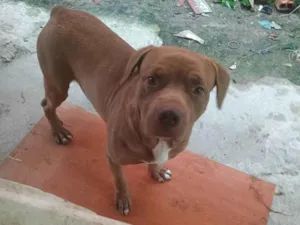 Cachorro raça Pit-Bull idade 4 anos nome Thor 