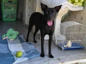 Cachorro raça SRD-ViraLata idade 7 a 11 meses nome Luma