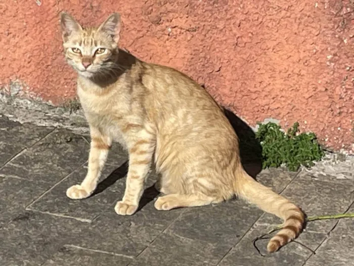 Gato ra a SRD-ViraLata idade 2 a 6 meses nome Caramelo