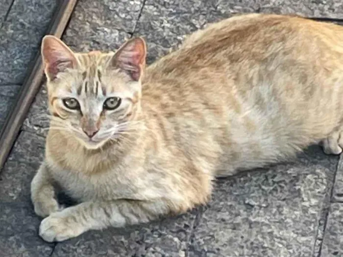 Gato ra a SRD-ViraLata idade 2 a 6 meses nome Caramelo