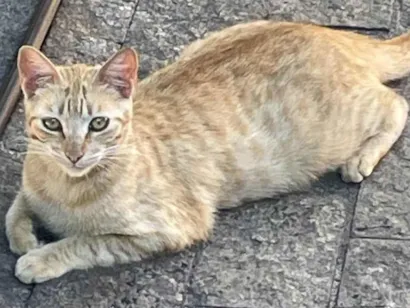 Gato raça SRD-ViraLata idade 2 a 6 meses nome Caramelo