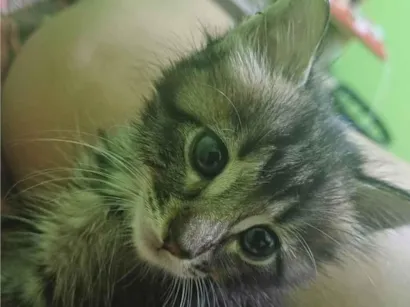 Gato raça SRD-ViraLata idade Abaixo de 2 meses nome Nina