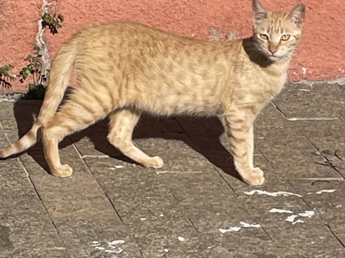 Gato ra a SRD-ViraLata idade 2 a 6 meses nome Caramelo