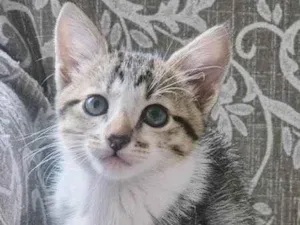 Gato raça SRD-ViraLata idade 2 a 6 meses nome TINA MARIA