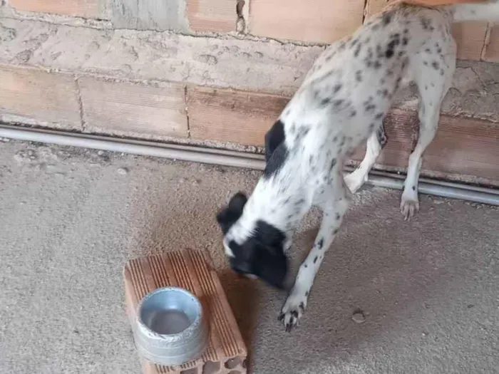 Cachorro ra a Dálmata idade 1 ano nome Anitta e Kiara 