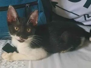 Gato raça SRD-ViraLata idade 2 a 6 meses nome Nino e Nina