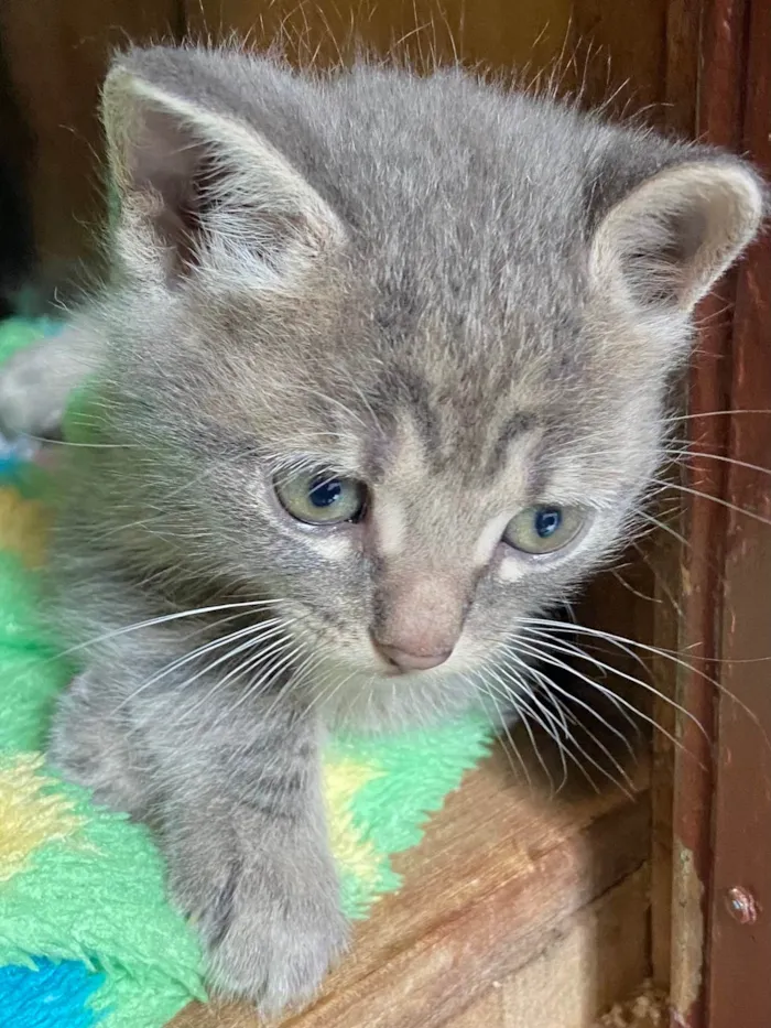 Gato ra a SRD-ViraLata idade Abaixo de 2 meses nome Silvinho