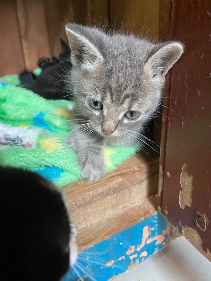 Gato ra a SRD-ViraLata idade Abaixo de 2 meses nome Silvinho