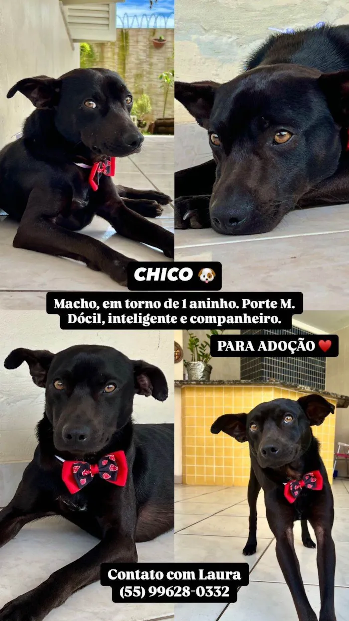 Cachorro ra a SRD-ViraLata idade 1 ano nome CHICO