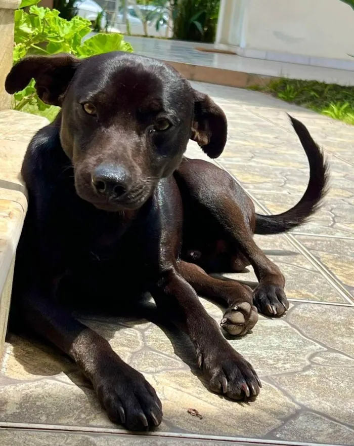 Cachorro ra a SRD-ViraLata idade 1 ano nome CHICO