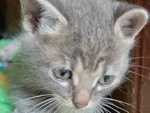 Gato raça SRD-ViraLata idade Abaixo de 2 meses nome Silvinho