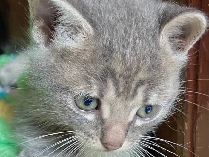 Gato ra a SRD-ViraLata idade Abaixo de 2 meses nome Silvinho